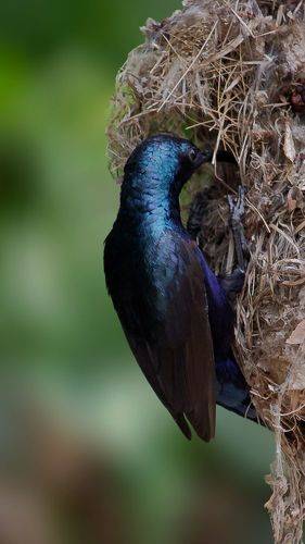 Purple sunbird