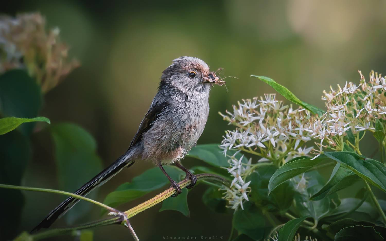 длиннохвостая синица, ополовник, aegithalos caudatus, Круль Александр