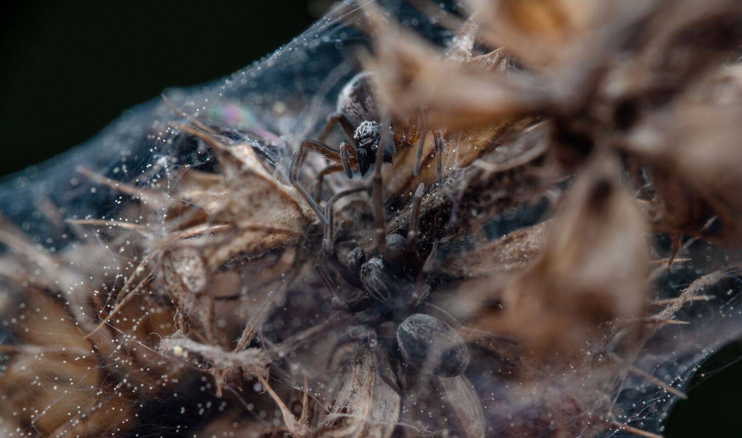 , Ширяев Константин