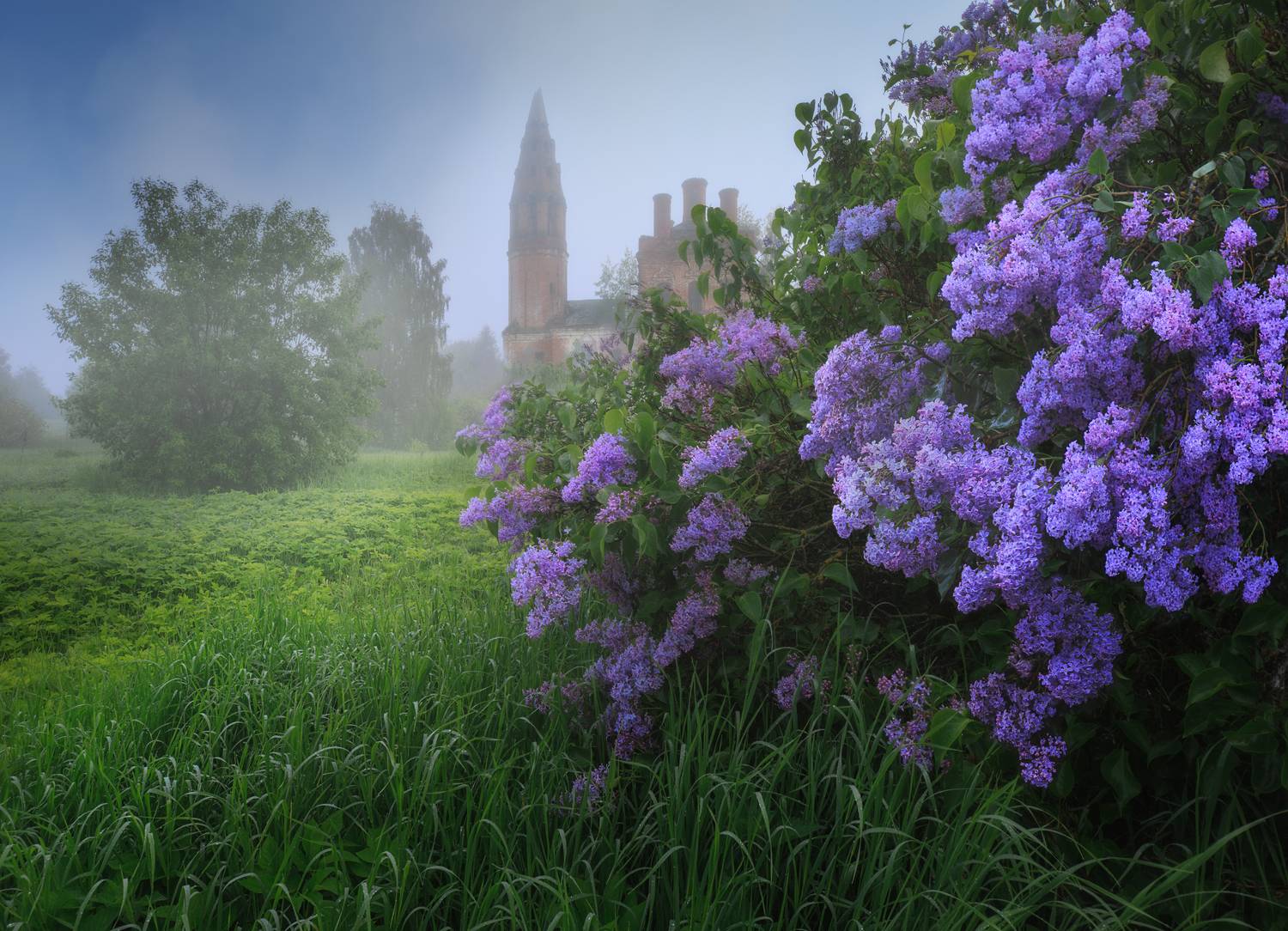 сирень, деревня, май, Захарова Наталья