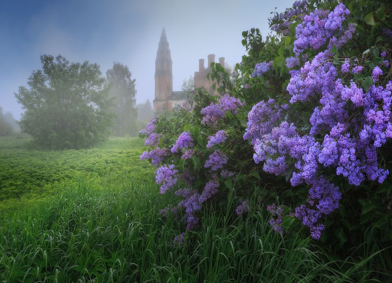 сирень, деревня, май Время сирени фото превью