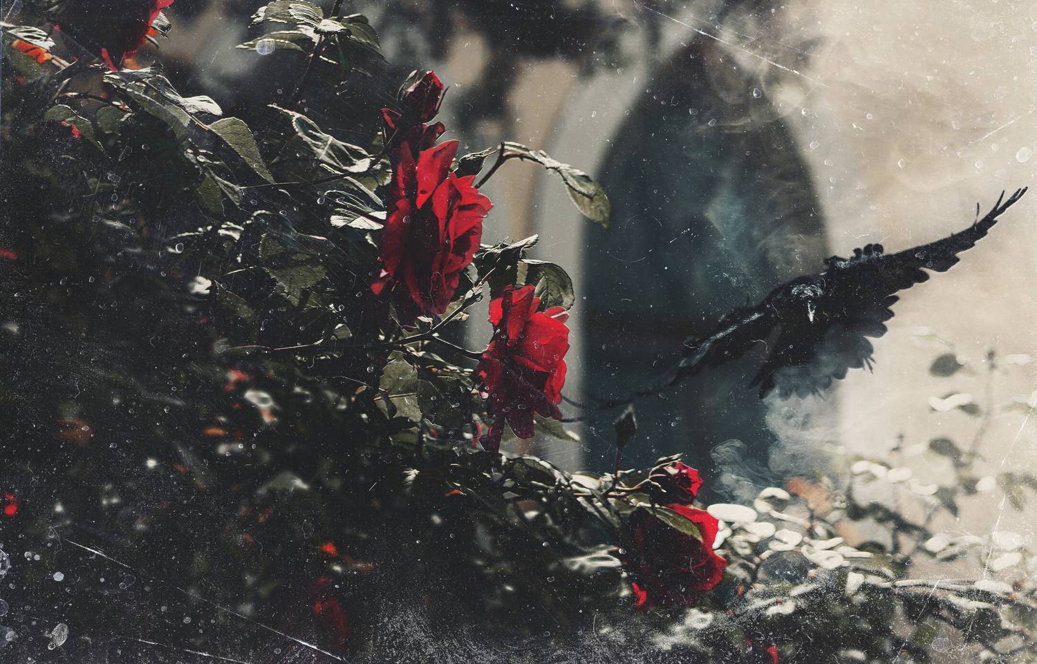 весна, музейный двор, цветение, розы, арт, ворон, атмосферное, мрачное, готика, готическое, архитектура, керчь, крым, россия, Щербак Анатолий