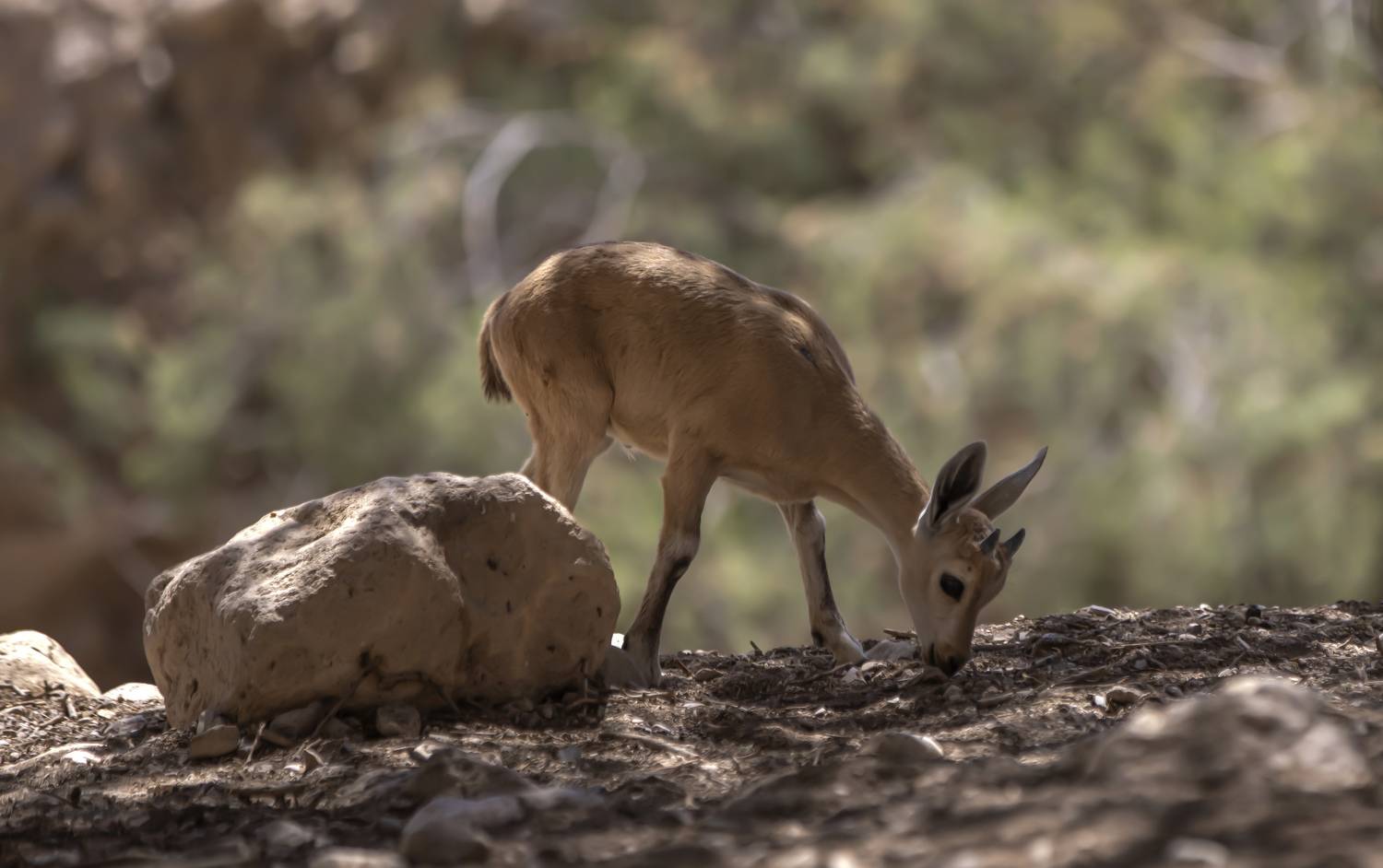 , Валентина Булкина
