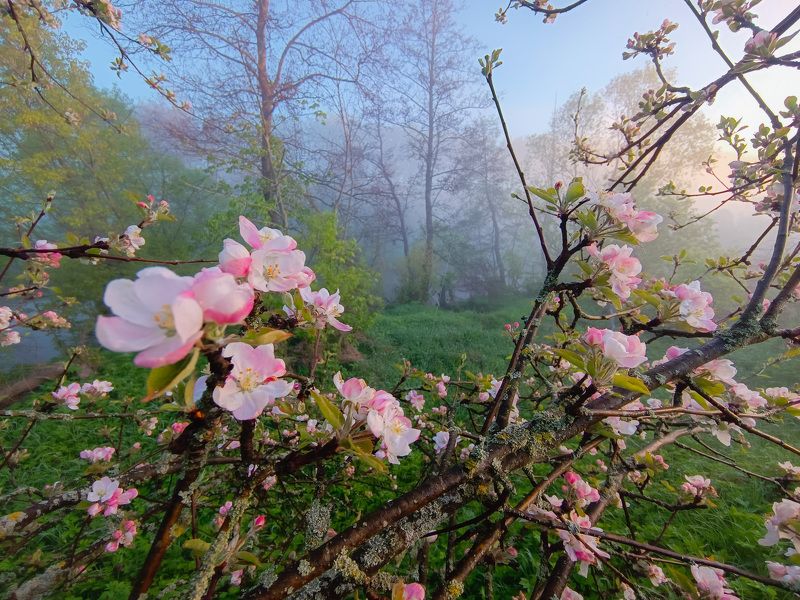 Дичка фото превью