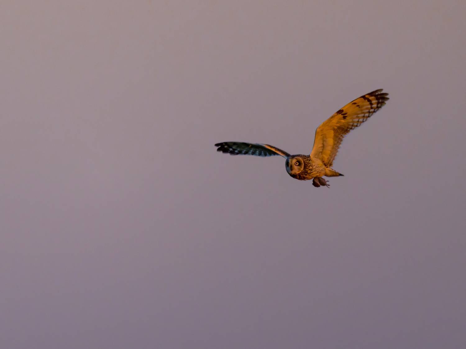 рассветная охота, Пупонин Сергей