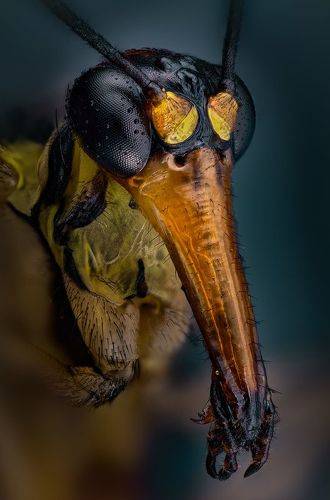 Скорпионница обыкновенная