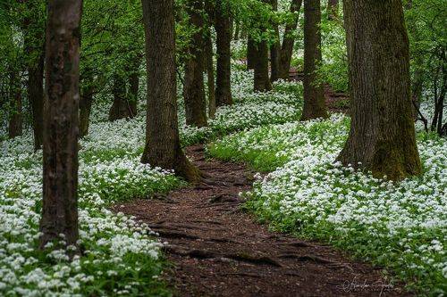 Wild garlic in Litlle Carpatian