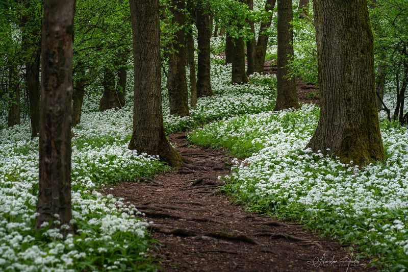 spring, slovakia, male karpaty, wild garlic, litlle carpatian, sony Wild garlic in Litlle Carpatian фото превью