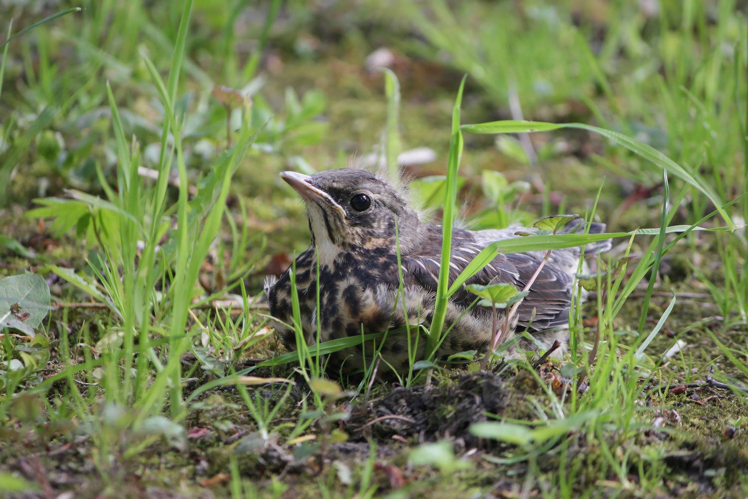 рябинник, дрозд-рябинник, turdus pilaris, КарОл