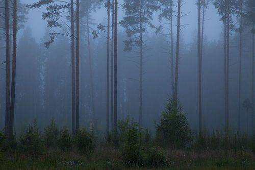 Foggy Evening
