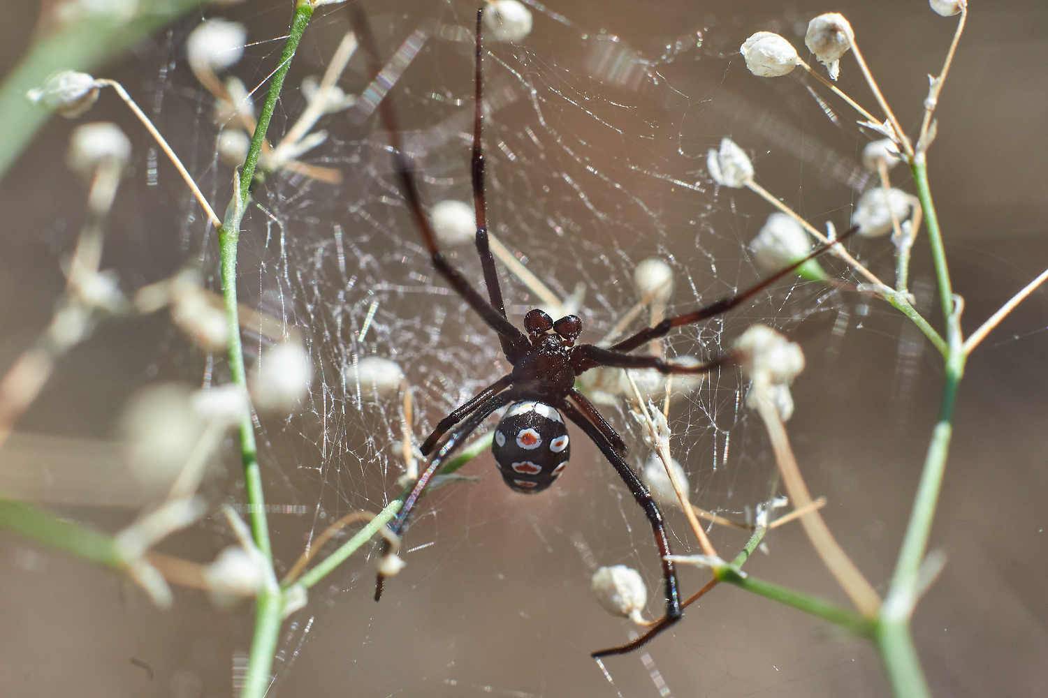 , Павел Сторчилов