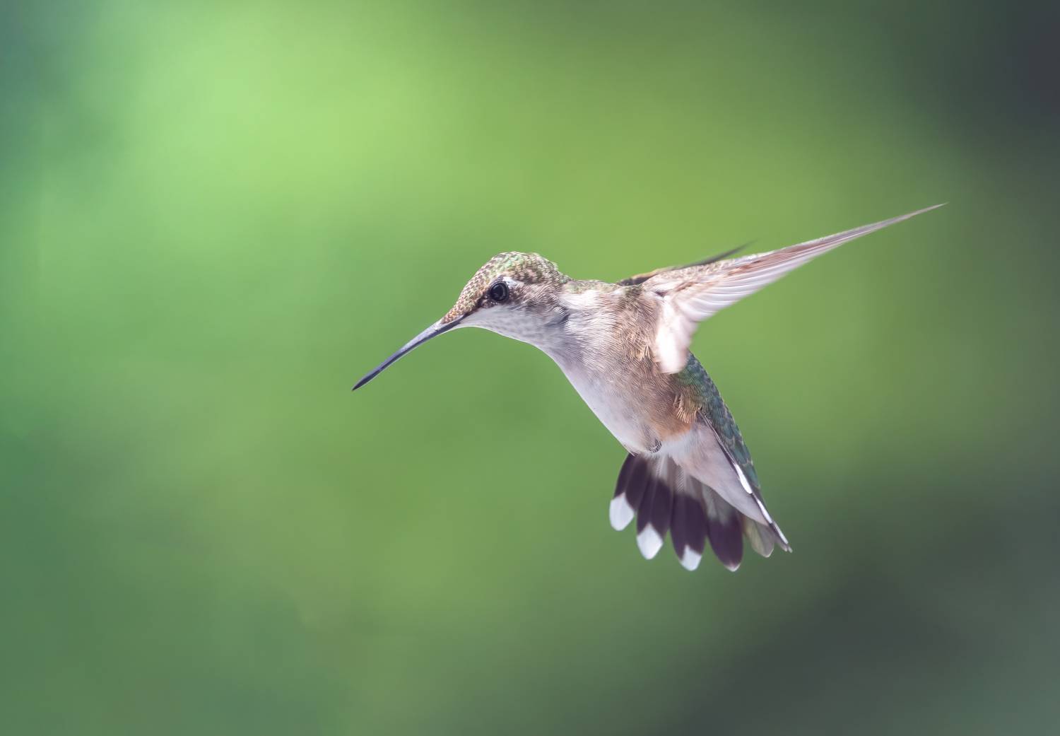 bird, humming, hummingbird, hummingbirds, hummer, rufous, nature, animals, wild, action, dynamic, Atul Saluja
