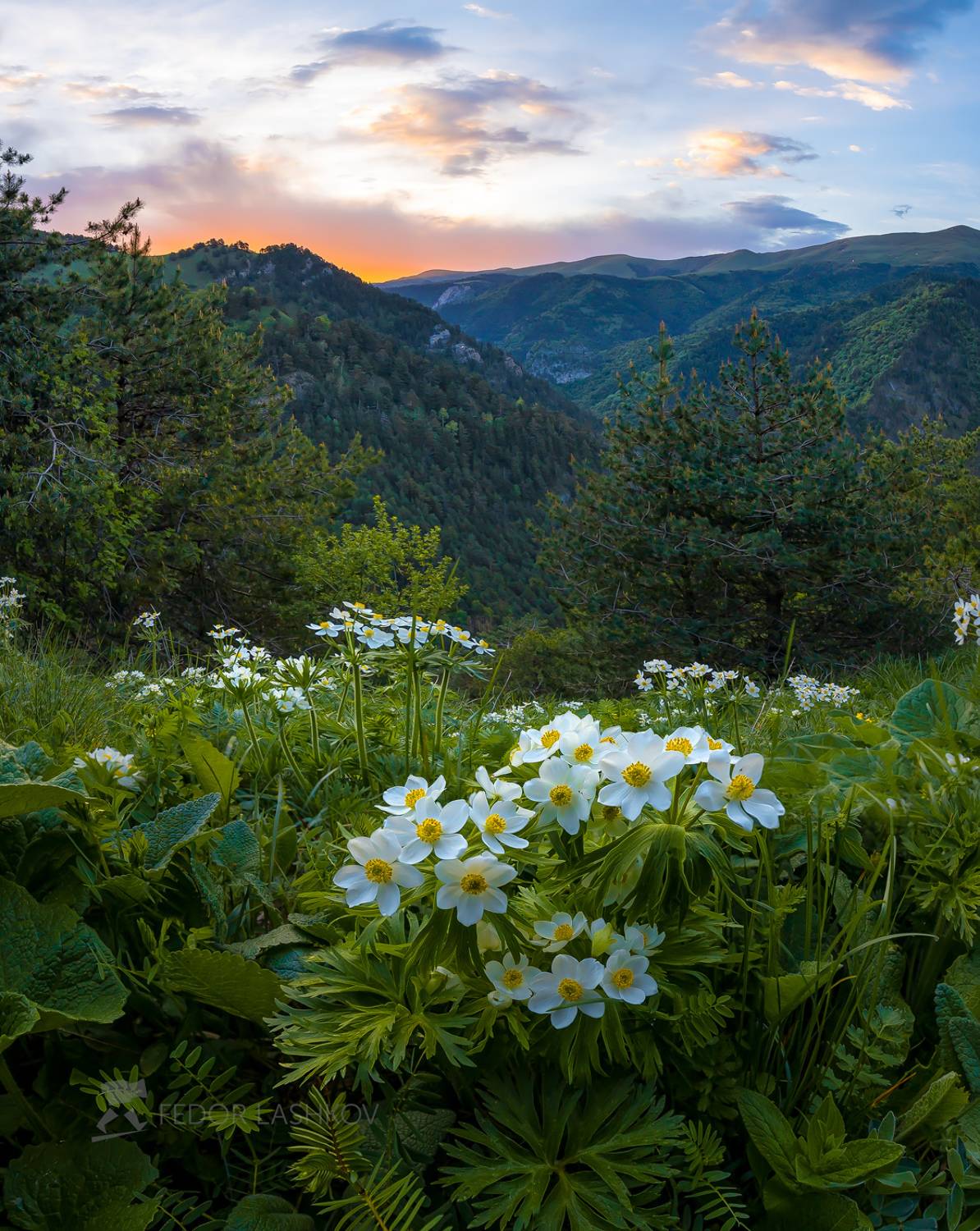 северный кавказ, путешествие, горы, горное, ветреница, цветок, цветы, цветение, весна, рассвет, пейзаж, крупный план, передний план,, Лашков Фёдор