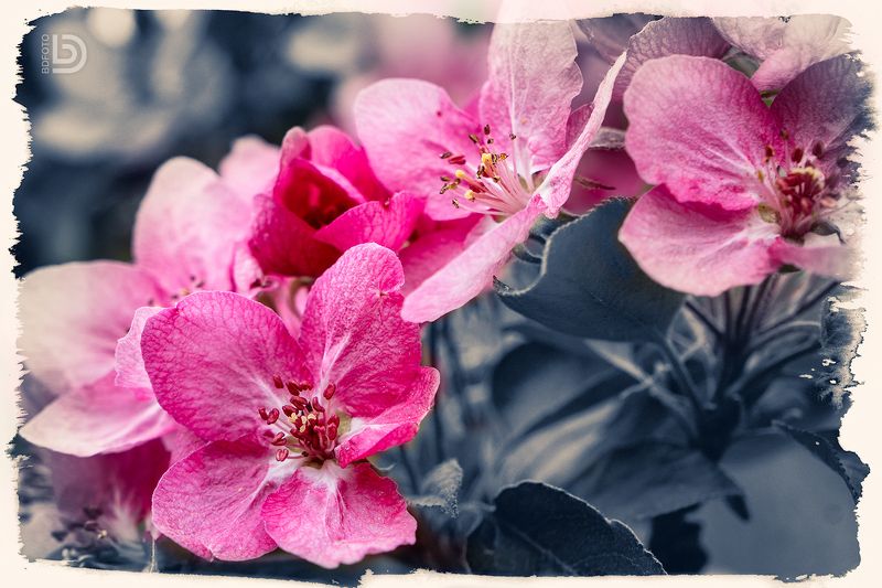 Цветущая яблоня в Царском Селе фото превью