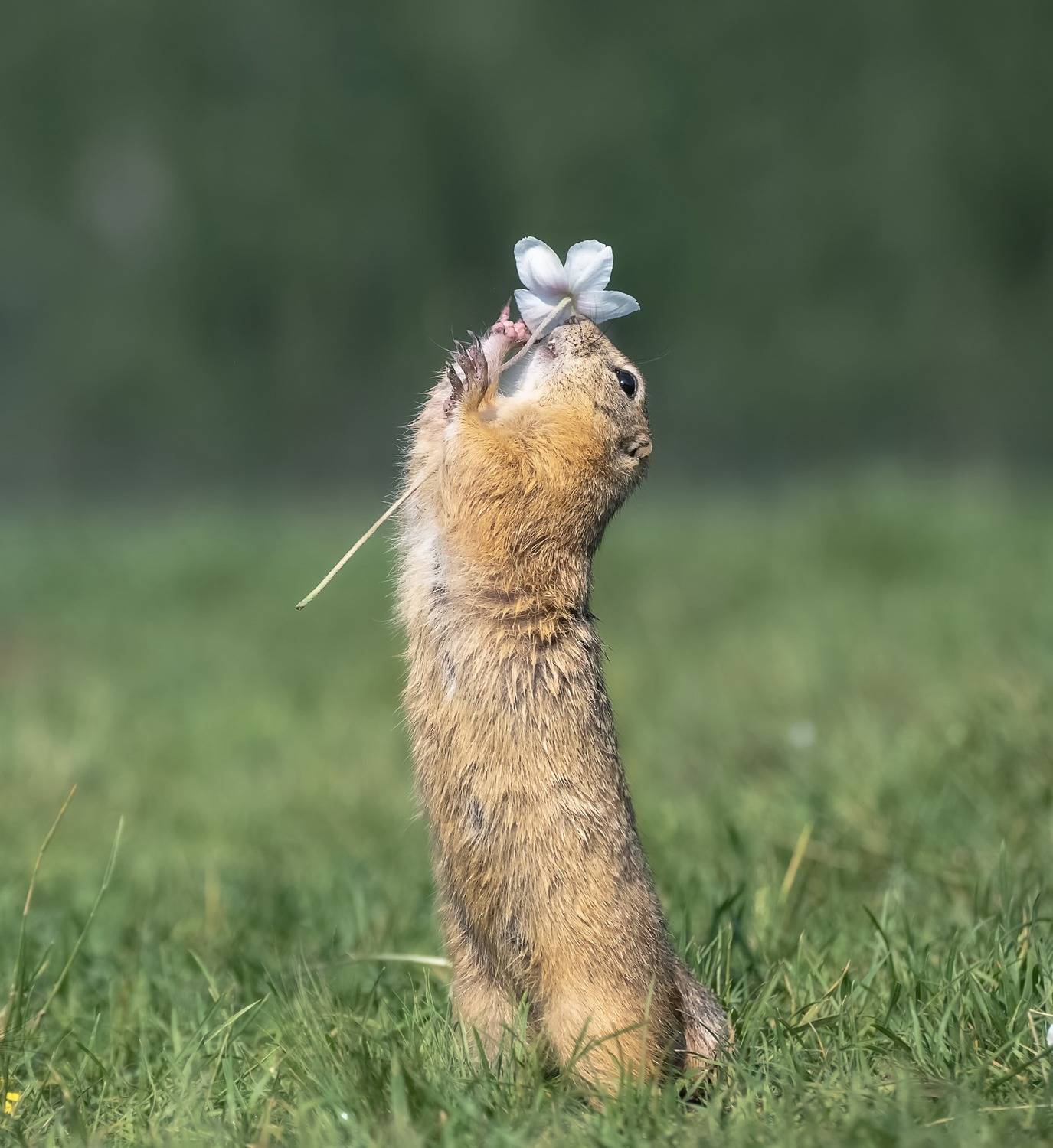 сибирь, животные, суслик, цветочек, татышев парк, Фомина Марина