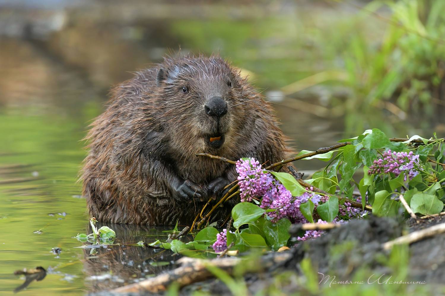 , Татьяна Шаньшина