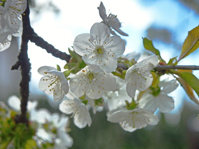 Нежность фото превью