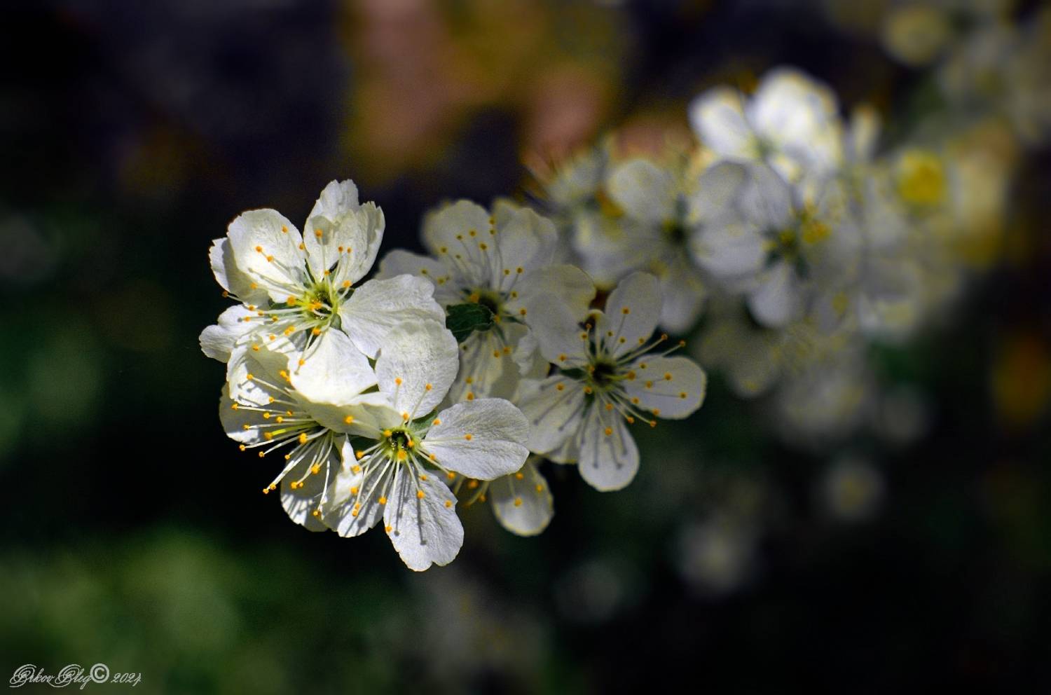 , Орлов Олег