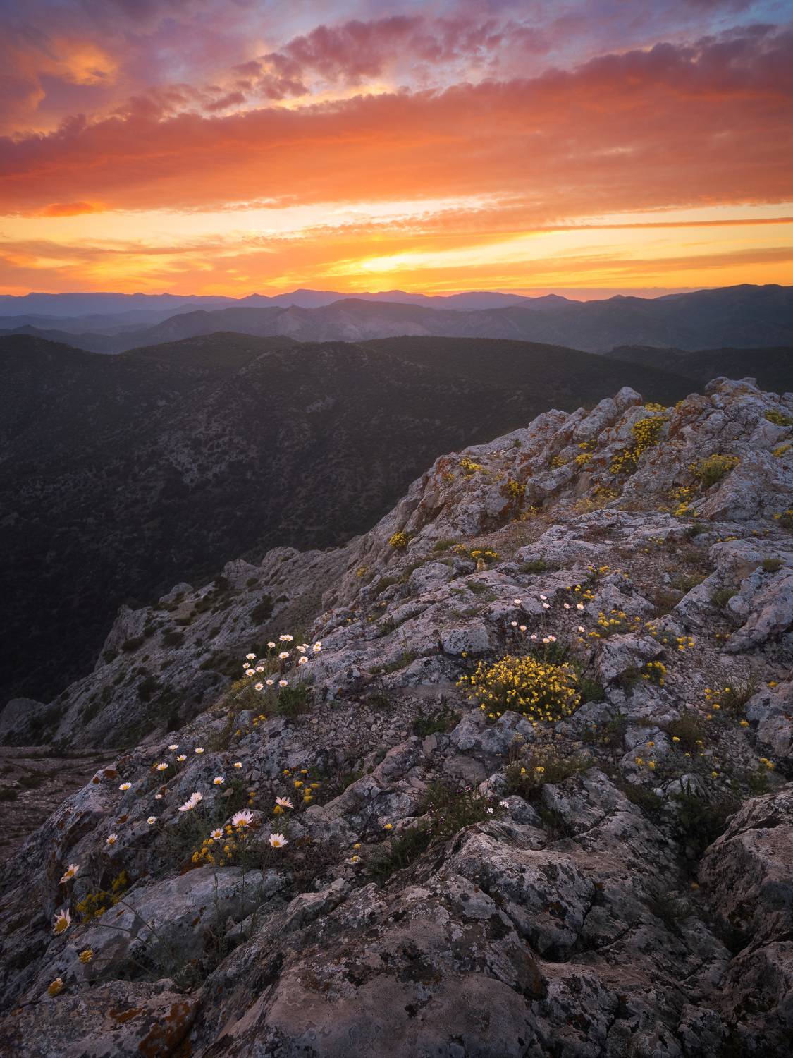 крым, новый свет, сокол, закат, россия, russia, sunset, mountains, peak, flowers,  Алексей