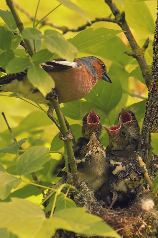 Питание фото превью