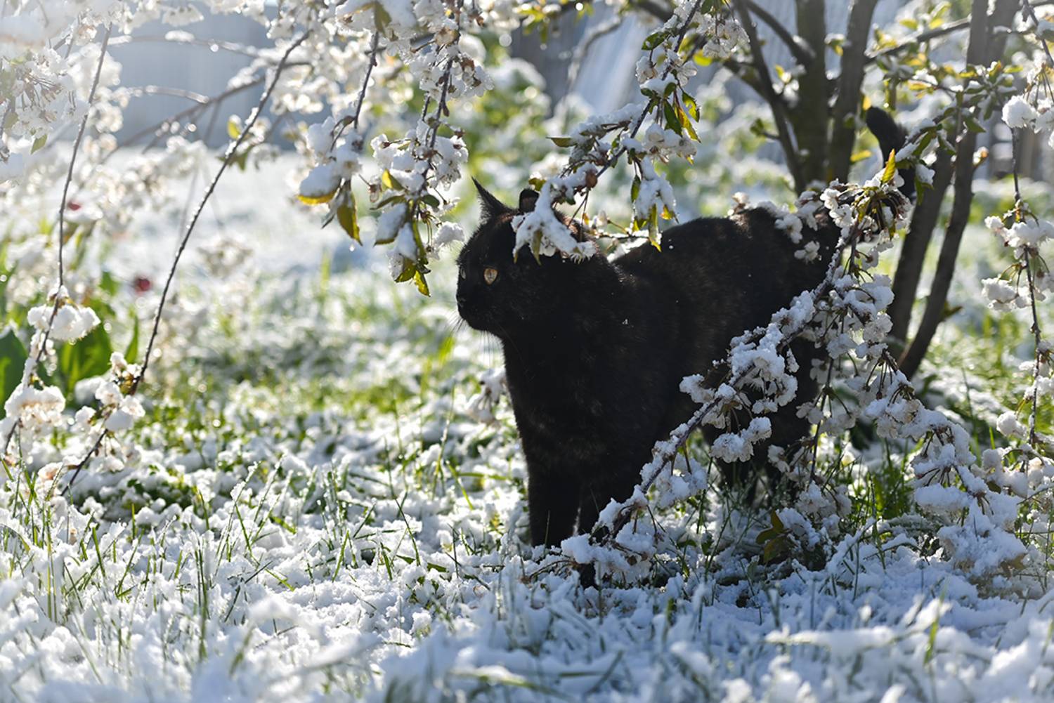 , Калёв Сергей