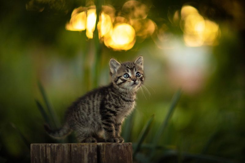 *** фото превью