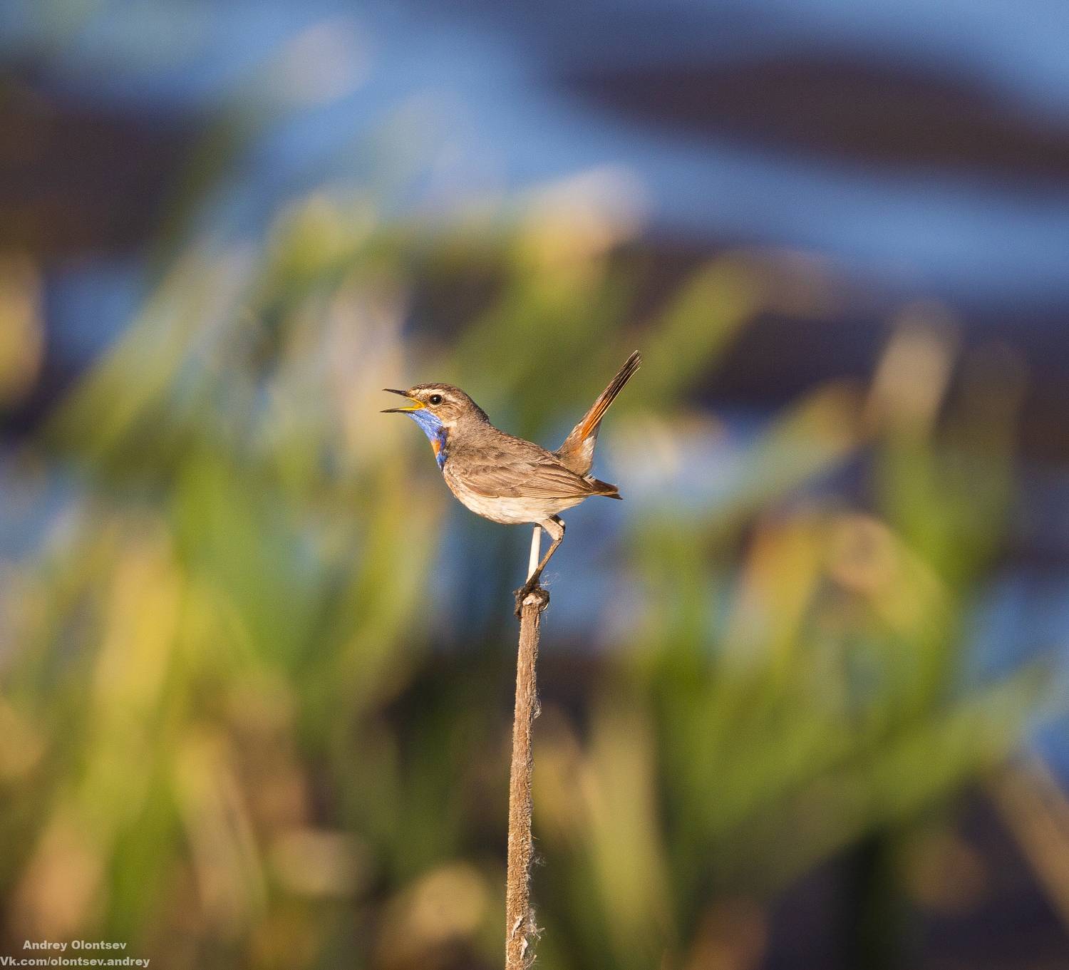 солнце, россия, рассвет, природа, подмосковье, погода, пейзажи, пейзаж, отражение, наукоград, красота, дубна, вода, весна, weather, water, spring, russia, reflection, naukograd, nature, moscow, landscape, dawn, canon, dubna, beauty, Олонцев Андрей
