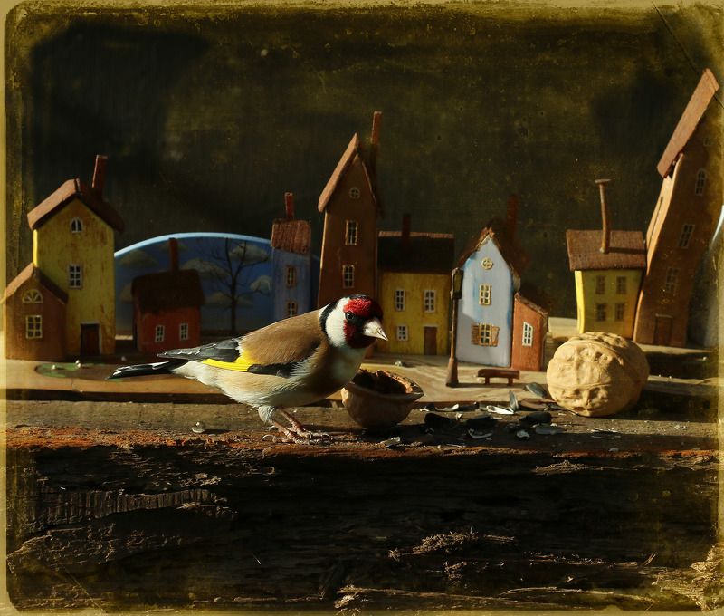 Крестовый поход птиц... фото превью