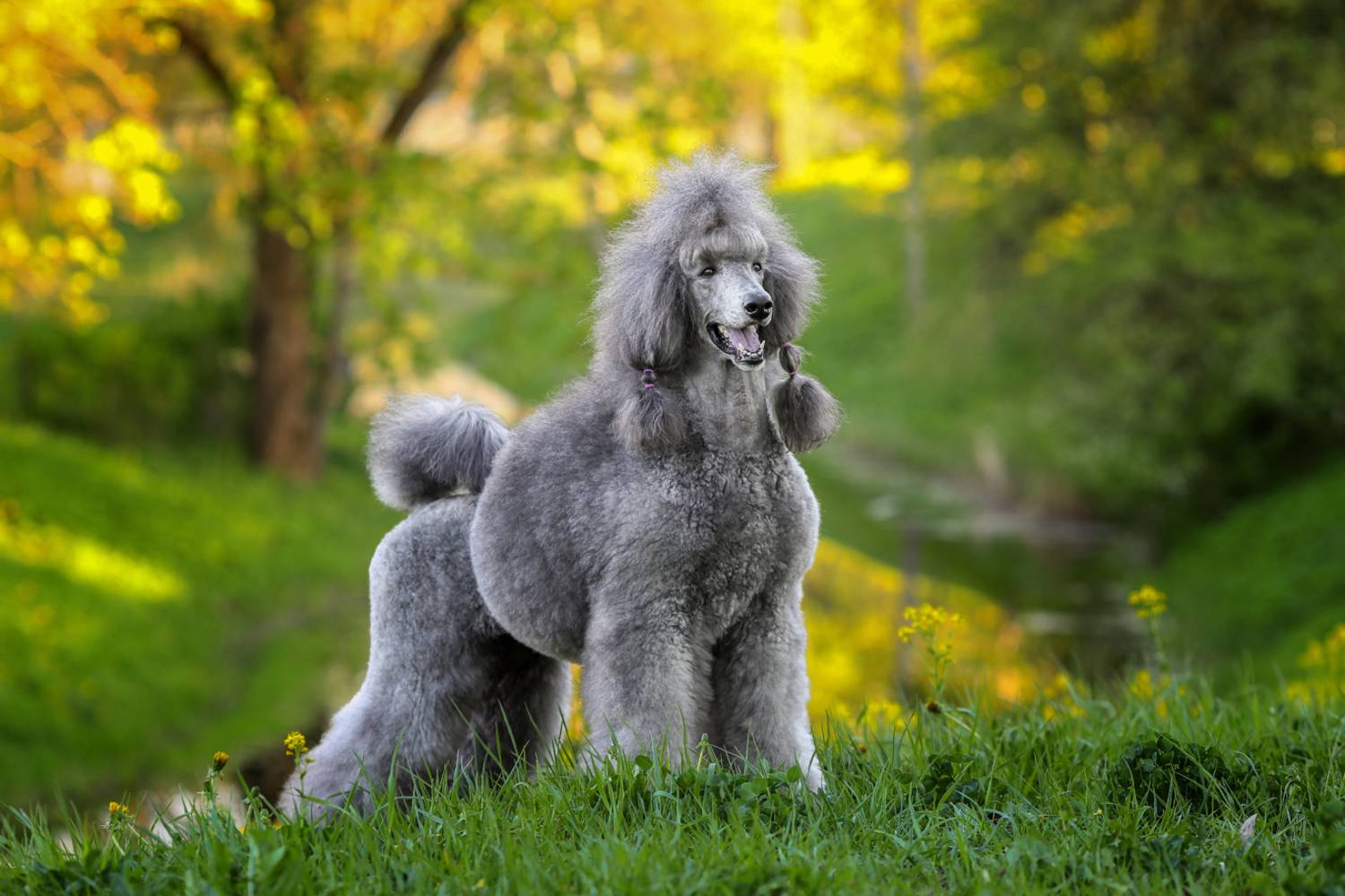 , Андрей Ершов