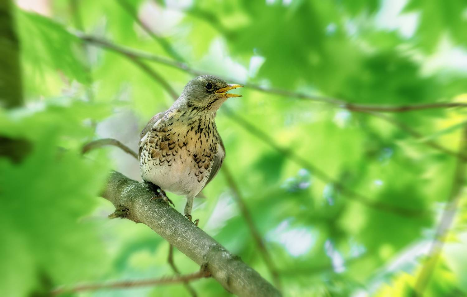дрозд, май, Сергей Аникин