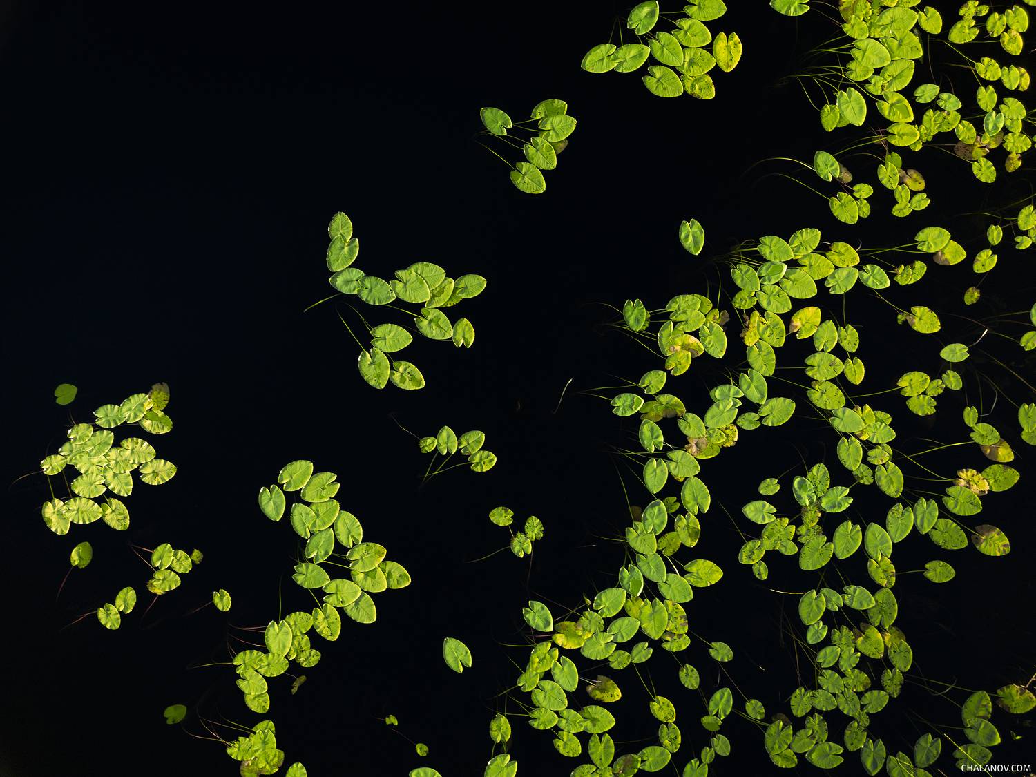 пейзаж, осень, озеро, север, коми, дрон, аэросъёмка, кувшинки, Иван Чаланов