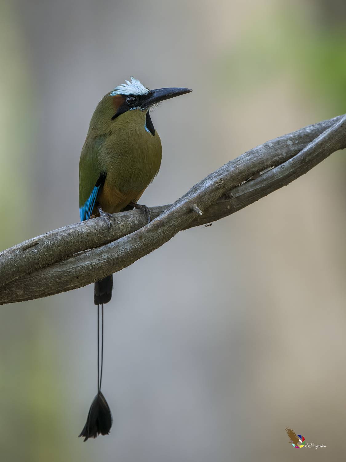 , Burgalin Sequeira Fernando