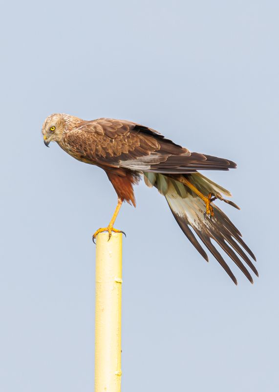 Утренняя гимнастика фото превью
