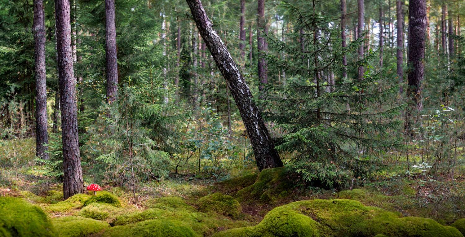 осень, лес, панорама,, Сергей Шабуневич