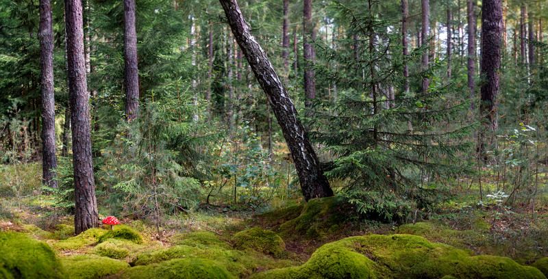осень, лес, панорама, Осенний полдень фото превью