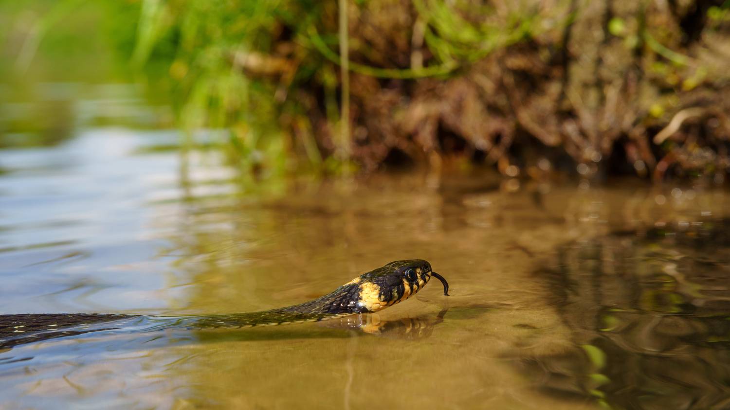 , Вертиков Юрий