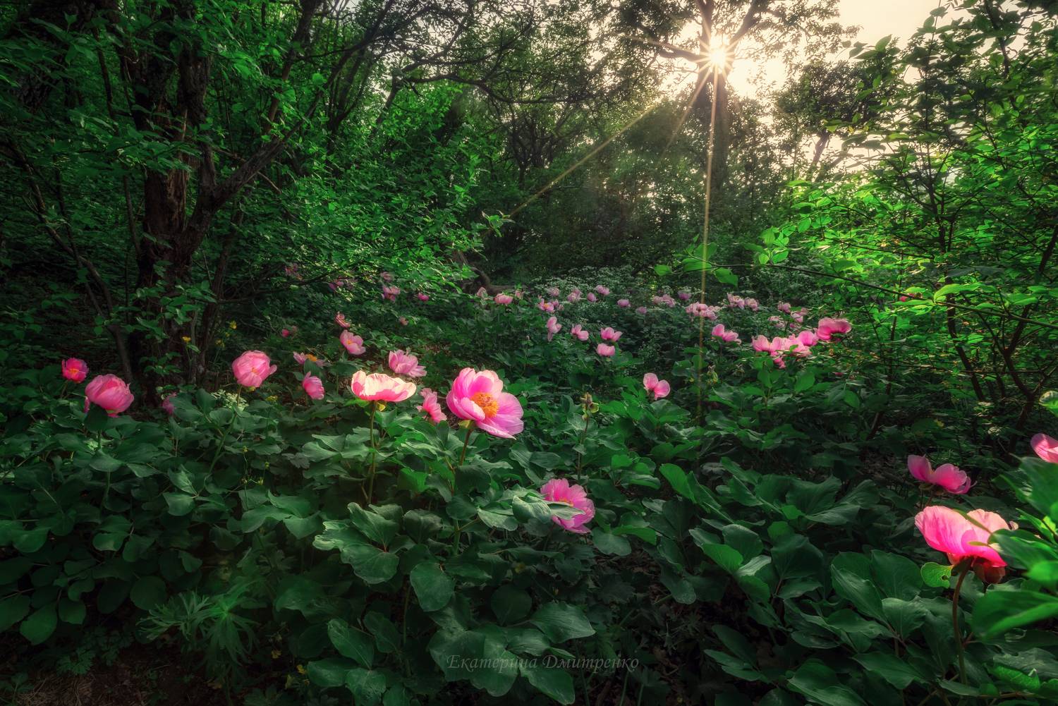 крым, пионы, ласпи, лес, севастополь, деликли-бурун, пейзаж, crimea, landscape, Дмитренко Екатерина