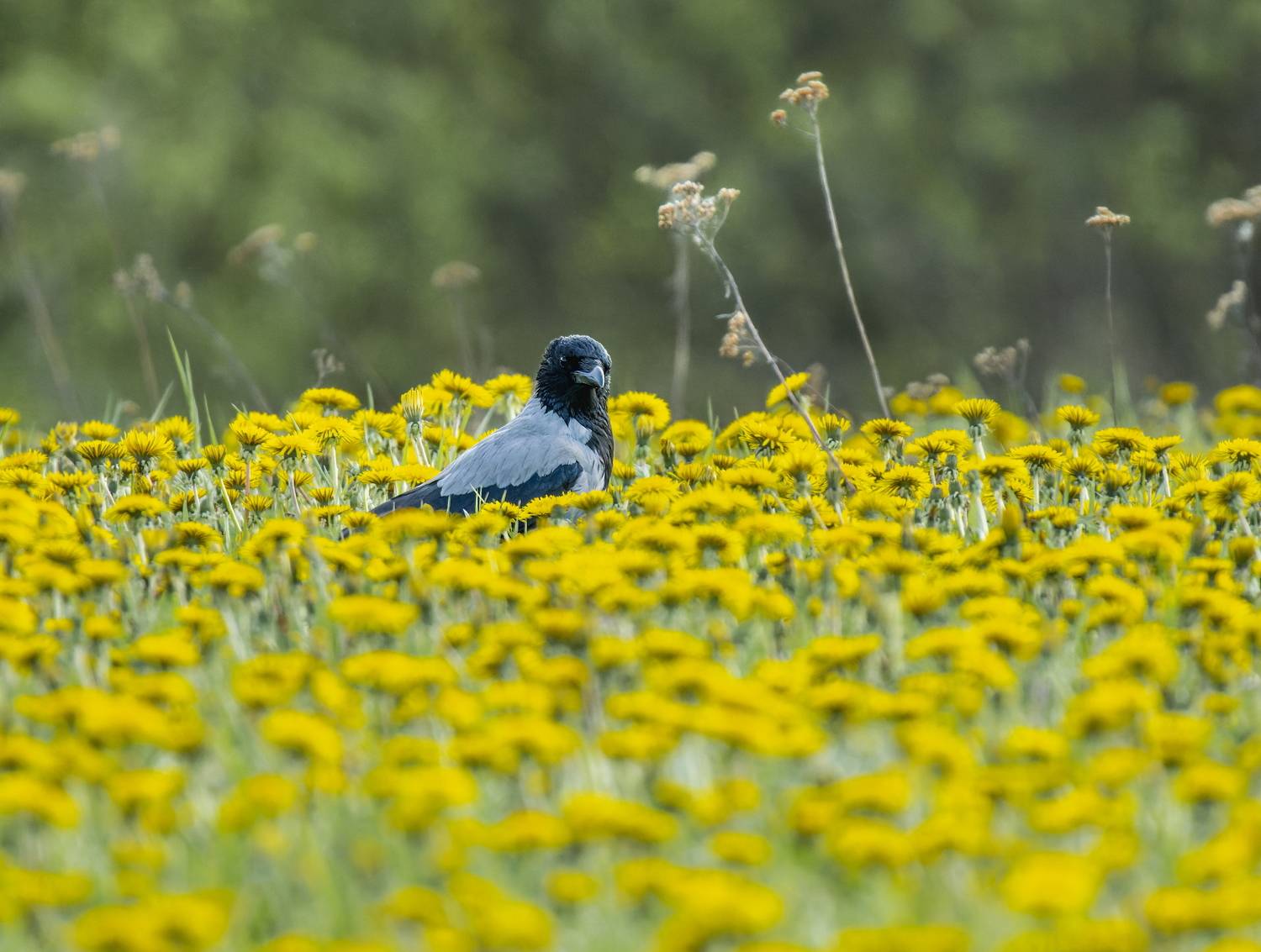 , Дэм Константин