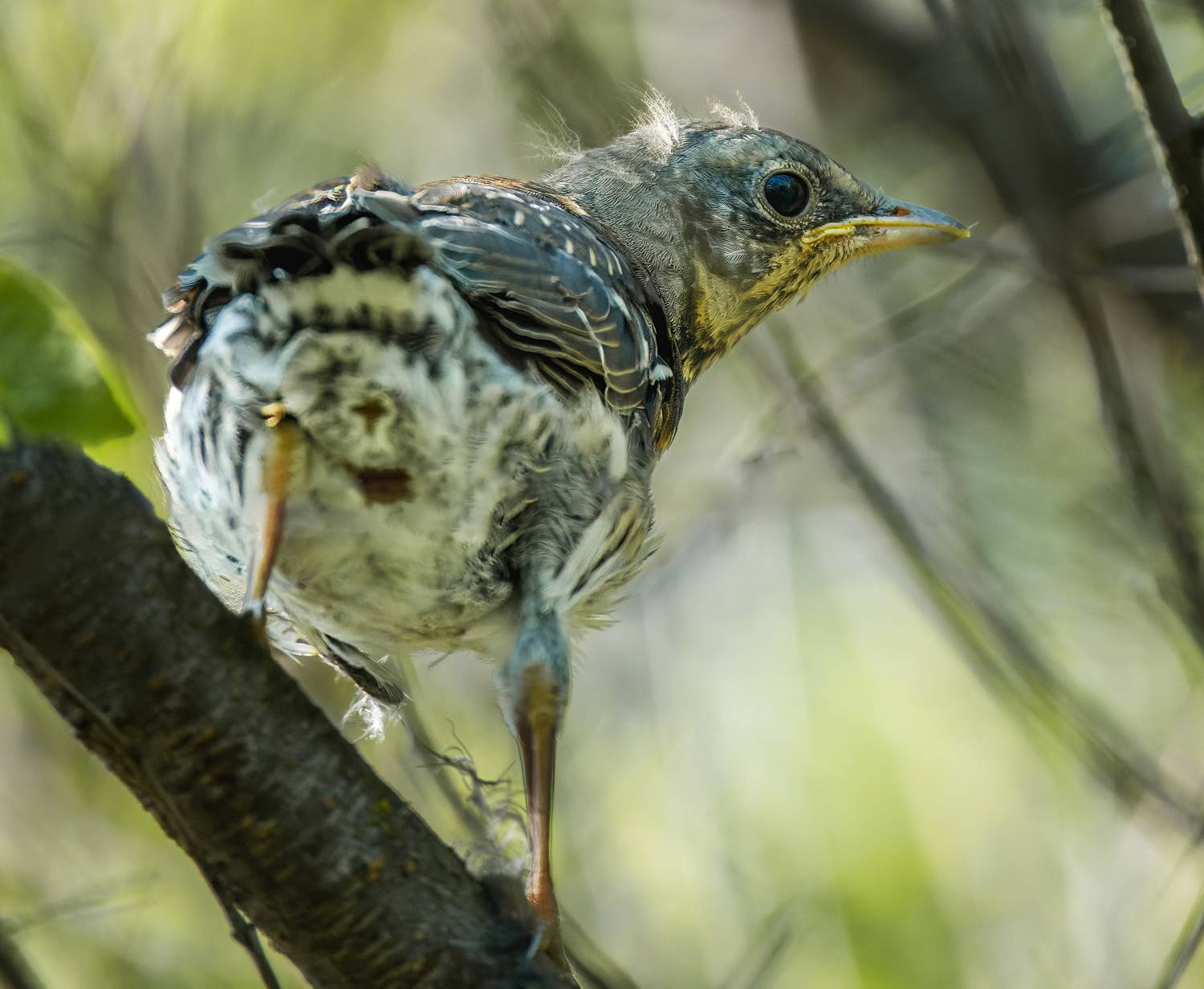 , Дэм Константин