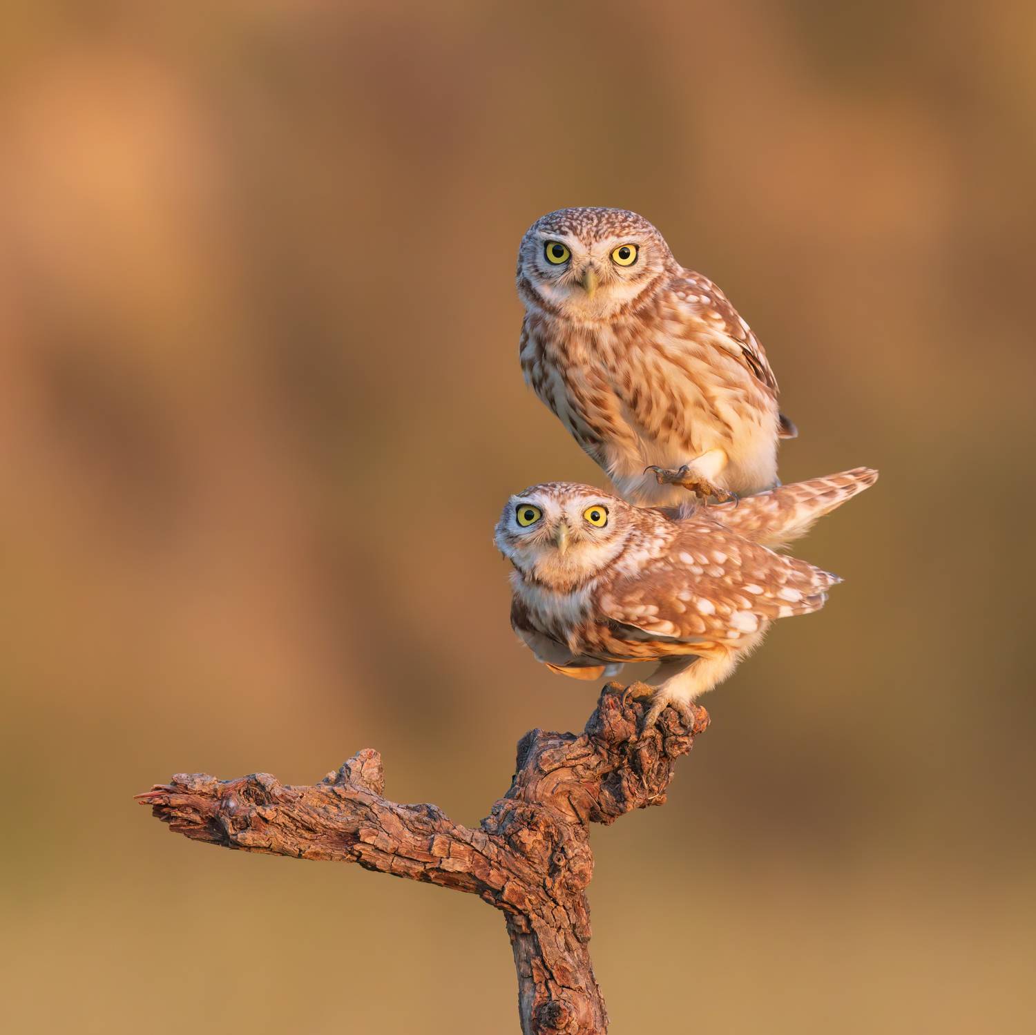 , Фруман Евгений