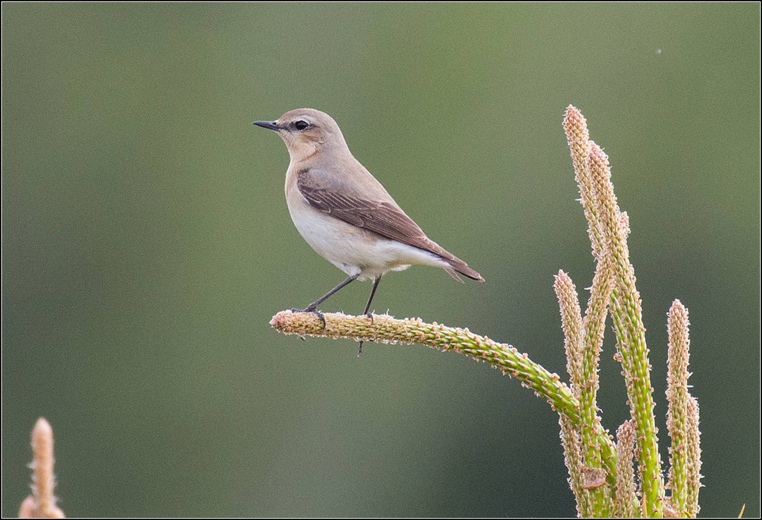 москва, май, парк, птица, АНАТОЛИЙ ДОВЫДЕНКО