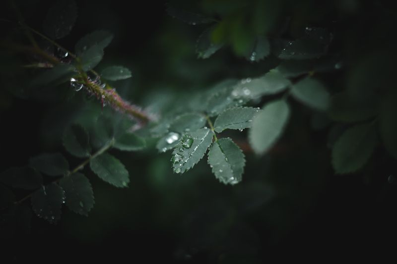 После дождя фото превью