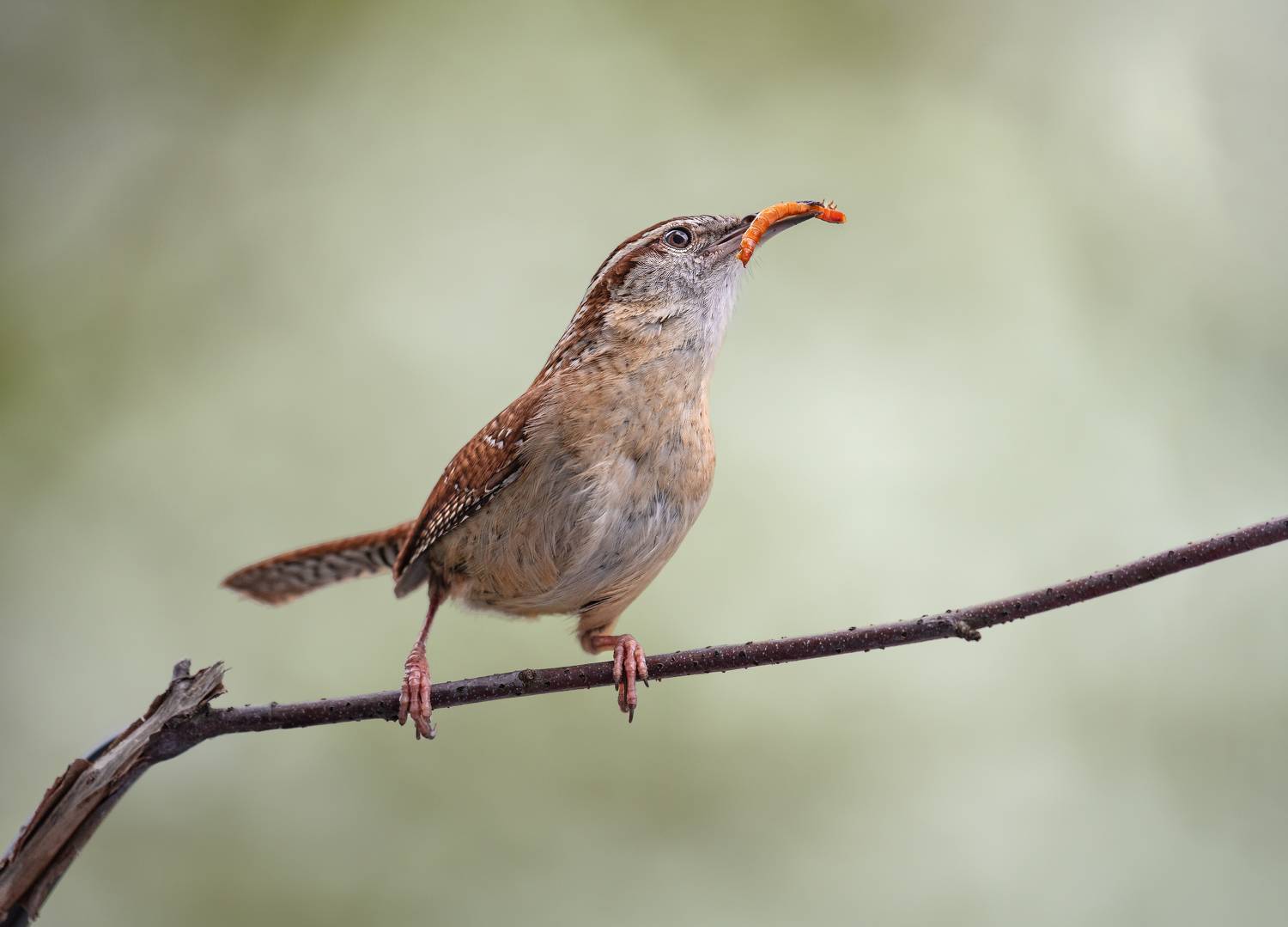 bird, songbird, mockingbird, songbirds, mockingbirds, wren, nature, animals, wild, robin, american robin, Atul Saluja