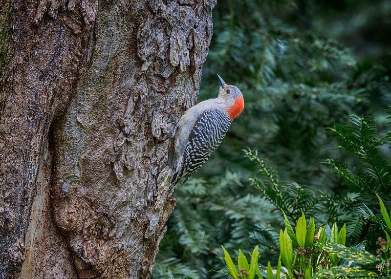 Red-bellied woodpecker фото превью