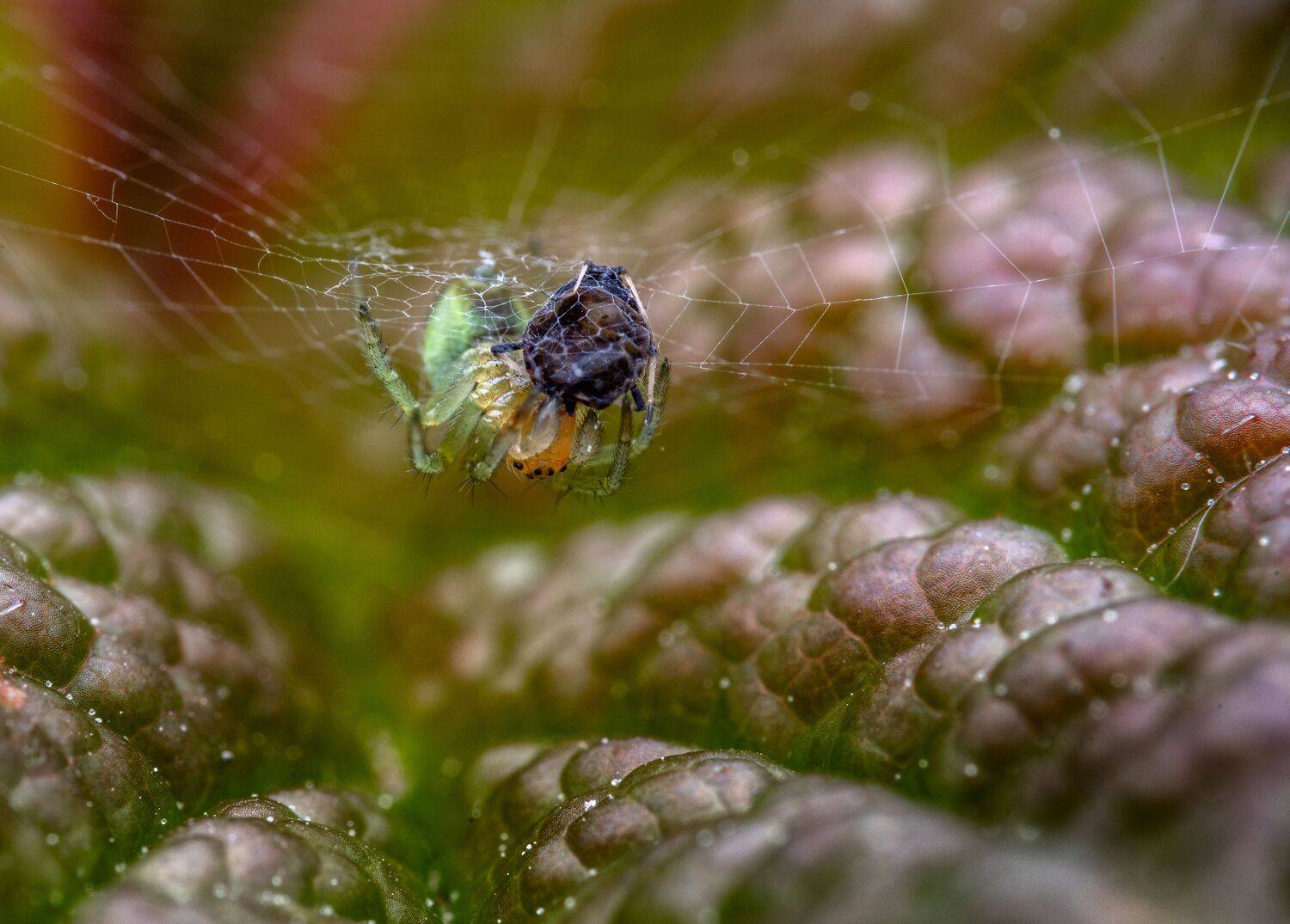 , Ширяев Константин