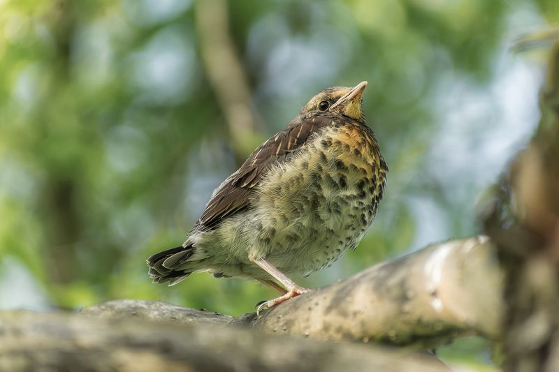 греется    улицы фото превью