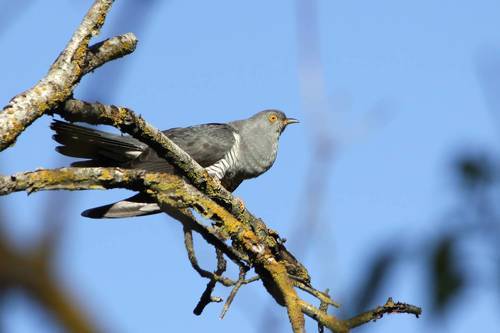 Обыкновенная кукушка