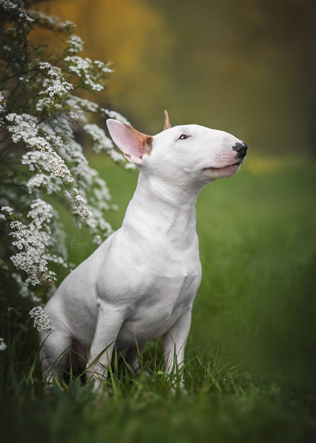 , Коптилина Галина