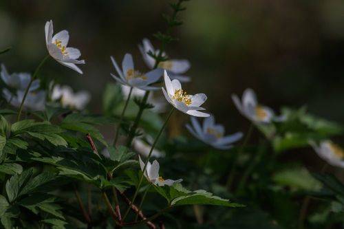 Стремление к свету