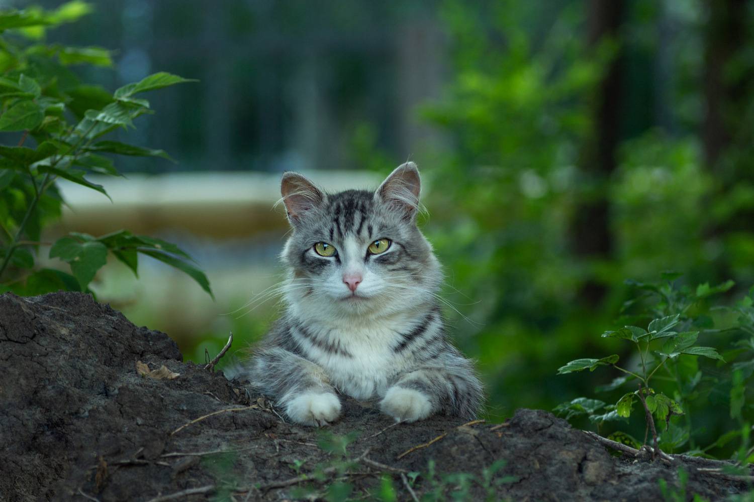 дворовая, кошка, Александр Канцур